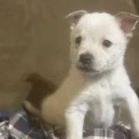 Smoke, a male Australian Cattle Dog for sale in Brookville, IN – Photo 6 of 9