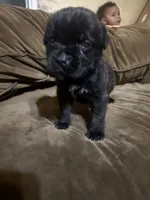 Bonnie, a female Cane Corso for sale in Brookville, IN – 3 of 5