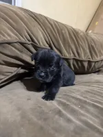 Clyde, a male Cane Corso for sale in Brookville, IN – 3 of 6