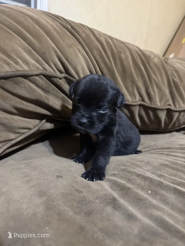 Clyde – Cane Corso puppy for sale in Brookville, IN