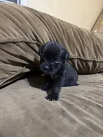 Clyde, a male Cane Corso for sale in Brookville, IN – 1 of 6