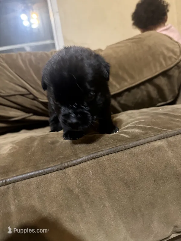Bonnie – Cane Corso puppy for sale in Brookville, IN