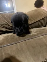 Bonnie, a female Cane Corso for sale in Brookville, IN – 1 of 5