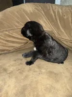 Clyde, a male Cane Corso for sale in Brookville, IN – 5 of 6