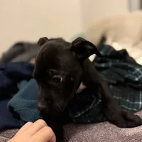 Blacky, a male American Bully for sale in Brookville, IN – Photo 8 of 8