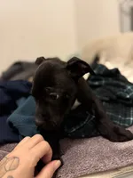 processed/a6aac0b2-70d0-411e-85b1-4c94809cd7c1/listing/f448af75-8135-4aba-942f-6b4d7fbdf8ec/1389006d-04e2-4c20-b810-c835e5668052