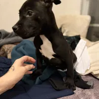 Blacky, a male American Bully for sale in Brookville, IN – Photo 5 of 8