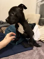 processed/a6aac0b2-70d0-411e-85b1-4c94809cd7c1/listing/f448af75-8135-4aba-942f-6b4d7fbdf8ec/17a1876c-6d5e-4fa7-8a11-8c6176b255f9