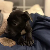 Blacky, a male American Bully for sale in Brookville, IN – Photo 7 of 8