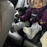 Blacky, a male American Bully for sale in Brookville, IN – Photo 1 of 8