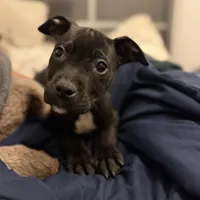 Blacky, a male American Bully for sale in Brookville, IN – Photo 6 of 8
