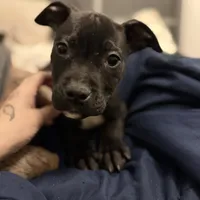Blacky, a male American Bully for sale in Brookville, IN – Photo 3 of 8