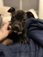 processed/a6aac0b2-70d0-411e-85b1-4c94809cd7c1/listing/f448af75-8135-4aba-942f-6b4d7fbdf8ec/9187b815-c325-43a6-8f05-72b4447a038e