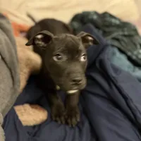 Blacky, a male American Bully for sale in Brookville, IN – Photo 4 of 8
