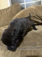Bonnie, a female Cane Corso for sale in Brookville, IN – 4 of 5