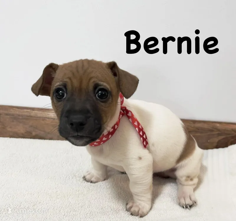 Bernie