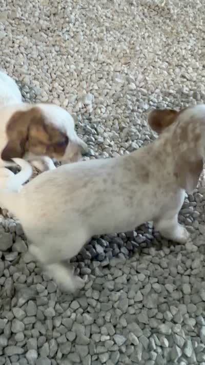 Coco, a female Miniature Dachshund for sale in Russellville, TN – 3 of 3