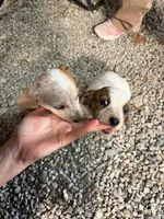 Coco, a female Miniature Dachshund for sale in Russellville, TN – 2 of 3