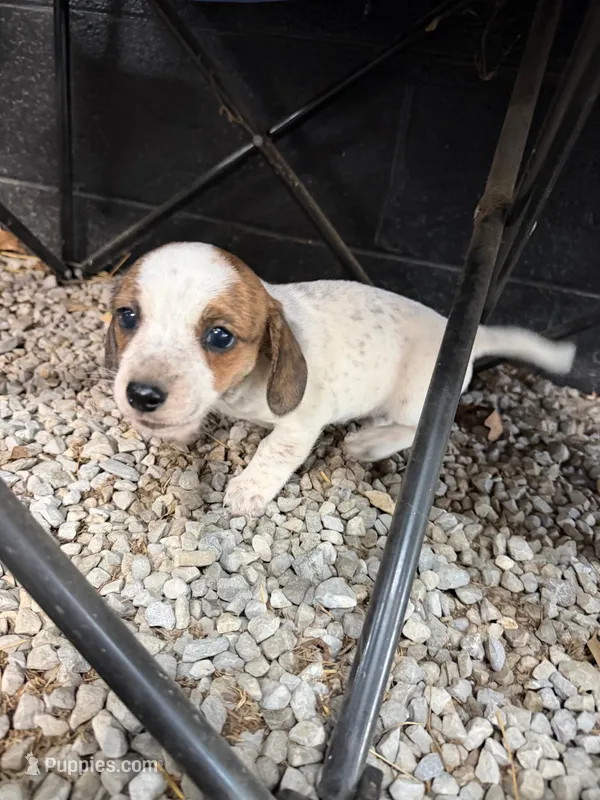 Coco – Miniature Dachshund puppy for sale in Russellville, TN