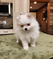 AKC-Harmonies, a female Pomeranian for sale in Hillsdale, MI – Photo 6 of 9