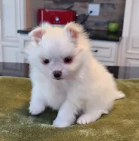 AKC-Harmonies, a female Pomeranian for sale in Hillsdale, MI – Photo 1 of 9