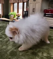 AKC-Harmonies, a female Pomeranian for sale in Hillsdale, MI – Photo 9 of 9