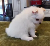 AKC-Harmonies, a female Pomeranian for sale in Hillsdale, MI – Photo 4 of 9