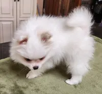 AKC-Harmonies, a female Pomeranian for sale in Hillsdale, MI – Photo 7 of 9