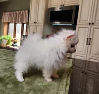 AKC-Harmonies, a female Pomeranian for sale in Hillsdale, MI – Photo 8 of 9