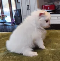 AKC-Harmonies, a female Pomeranian for sale in Hillsdale, MI – Photo 3 of 9