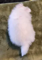 AKC-Harmonies, a female Pomeranian for sale in Hillsdale, MI – Photo 2 of 9