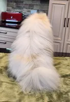 AKC - Legacy 7lbs 5oz , a male Pomeranian for sale in Hillsdale, MI – Photo 5 of 8