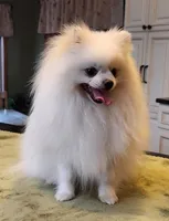 AKC - Legacy 7lbs 5oz , a male Pomeranian for sale in Hillsdale, MI – Photo 6 of 8