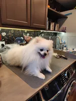 AKC - Legacy 7lbs 5oz , a male Pomeranian for sale in Hillsdale, MI – Photo 10 of 10