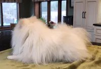 AKC - Legacy 7lbs 5oz , a male Pomeranian for sale in Hillsdale, MI – Photo 3 of 8