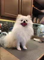 AKC - Legacy 7lbs 5oz , a male Pomeranian for sale in Hillsdale, MI – Photo 9 of 10