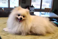 AKC - Legacy 7lbs 5oz , a male Pomeranian for sale in Hillsdale, MI – Photo 1 of 8