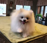 AKC - Legacy 7lbs 5oz , a male Pomeranian for sale in Hillsdale, MI – Photo 2 of 8