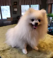 AKC - Legacy 7lbs 5oz , a male Pomeranian for sale in Hillsdale, MI – Photo 4 of 8