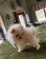 AKC-Rallyman 1lb 7oz @ 8wks, a male Pomeranian for sale in Hillsdale, MI – Photo 4 of 8