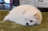 AKC-Rallyman, a male Pomeranian for sale in Hillsdale, MI – Photo 3 of 5