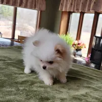 AKC-Rallyman 2lbs 3oz @ 12wks, a male Pomeranian for sale in Hillsdale, MI – Photo 6 of 8