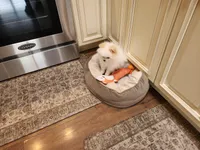 AKC-Rallyman 2lbs 3oz @ 12wks, a male Pomeranian for sale in Hillsdale, MI – Photo 2 of 8