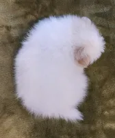 AKC-Rallyman, a male Pomeranian for sale in Hillsdale, MI – Photo 4 of 5