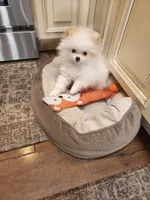 AKC-Rallyman 2lbs 3oz @ 12wks, a male Pomeranian for sale in Hillsdale, MI – Photo 3 of 8