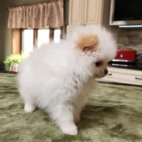 AKC-Rallyman 2lbs 3oz @ 12wks, a male Pomeranian for sale in Hillsdale, MI – Photo 5 of 8