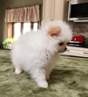 AKC-Rallyman 1lb 7oz @ 8wks, a male Pomeranian for sale in Hillsdale, MI – Photo 2 of 8