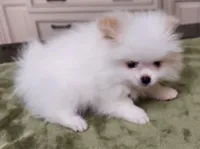 AKC-Rallyman 1lb 7oz @ 8wks, a male Pomeranian for sale in Hillsdale, MI – Photo 7 of 8