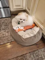 AKC-Rallyman 2lbs 3oz @ 12wks, a male Pomeranian for sale in Hillsdale, MI – Photo 1 of 8