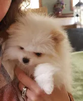 AKC-Rallyman 1lb 7oz @ 8wks, a male Pomeranian for sale in Hillsdale, MI – Photo 5 of 8